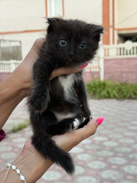 Отдадим котят вислоухих