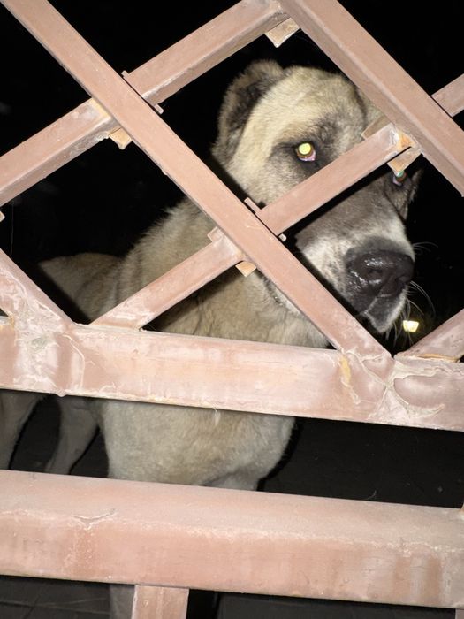 Найден Алабай в районе Коксай