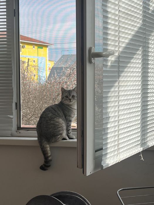 кот скоттиш страйт