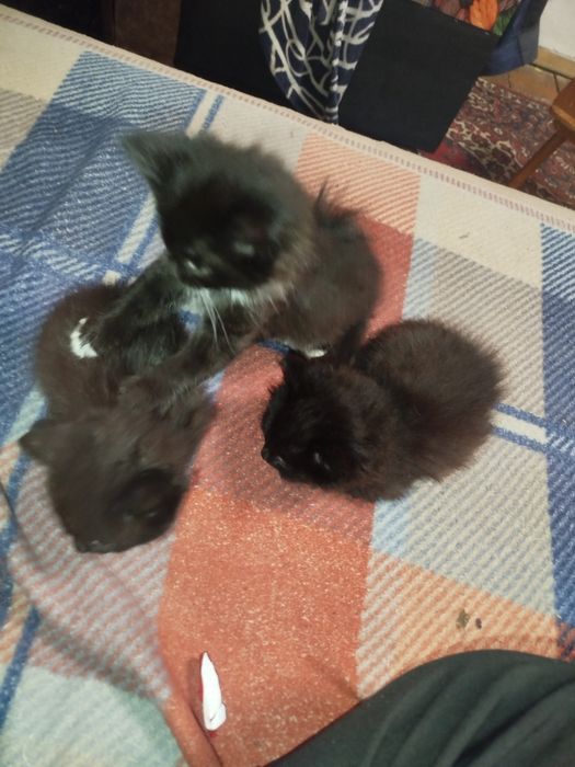 Отдам котят в хорошие руки