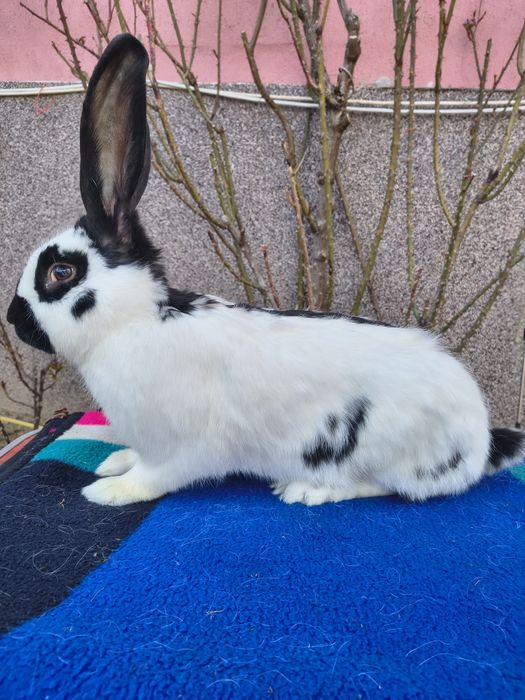 Mascul Pestriț German