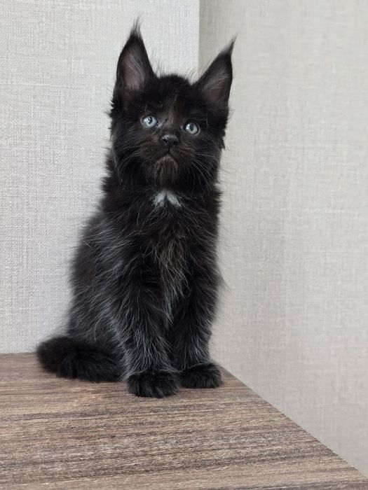 Продаю Мейн Кун девочка