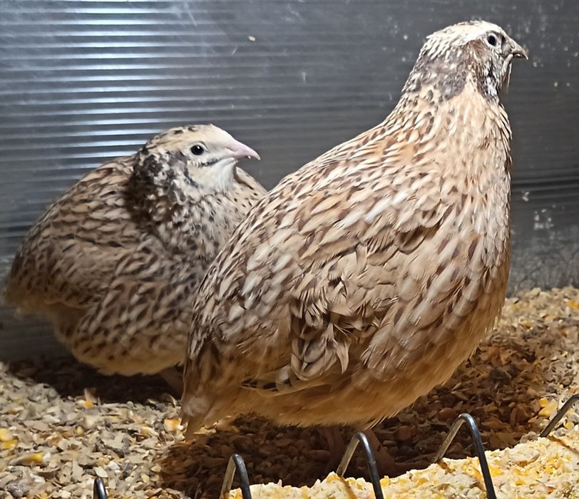 Cocoși Australoro, Ameraucana și prepelițe ouătoare