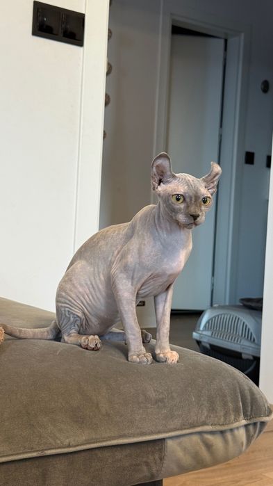 Котка сфинкс элф