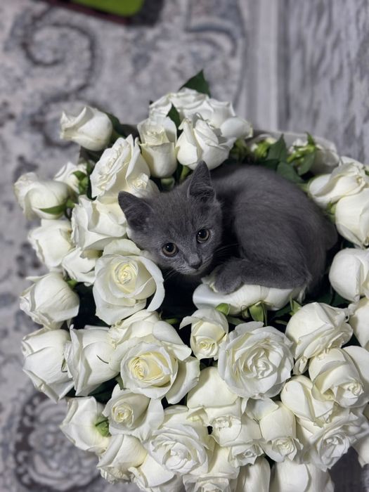 Британский короткошерстный котенок