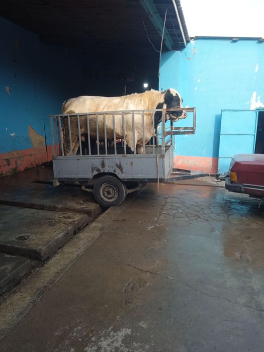 Pritsep sotiladi prisep прицепы