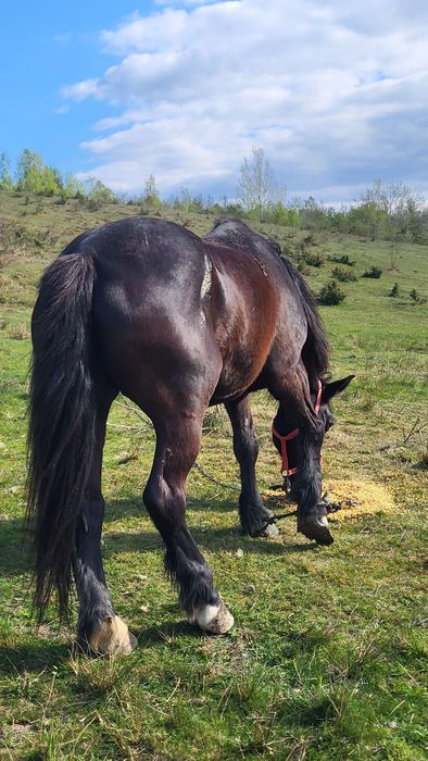 Vând iapă neagră