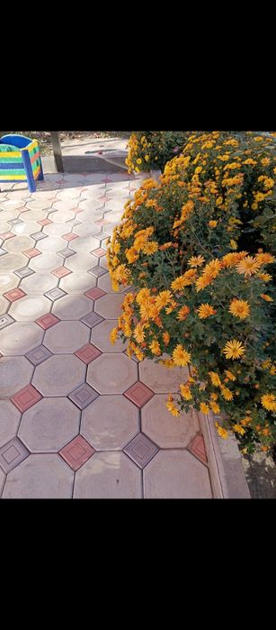 Продам кусты хризантемы.