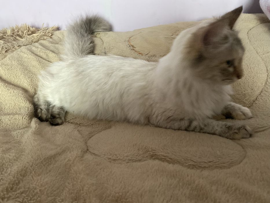 Невский маскарадный котенок