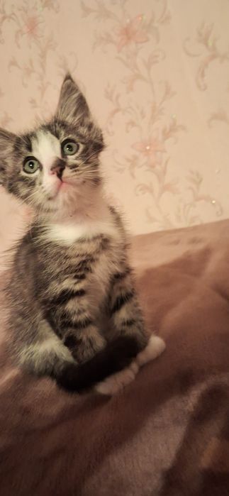 Продам котика мейн кун полидакт