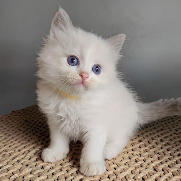 Disponibil mascul Ragdoll
