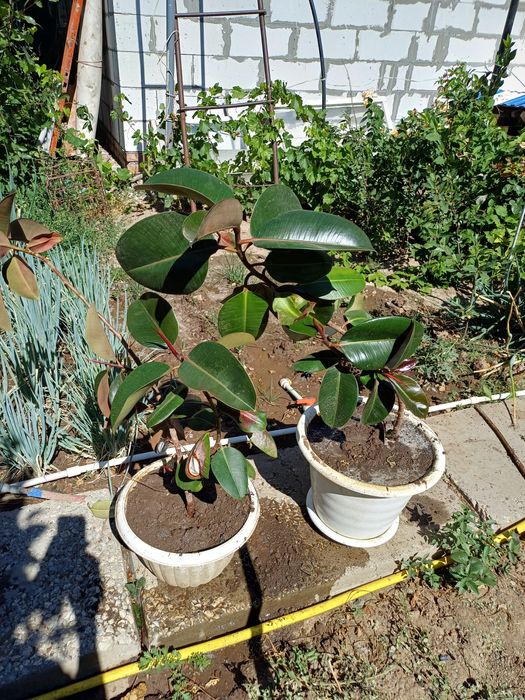 Продам фикус растение .