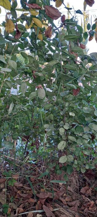 OLCHA va SHIYPONKA ko'chatlari bor