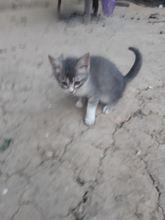 Мушук болалари сотилади. Калта юнгли Британка зотли.