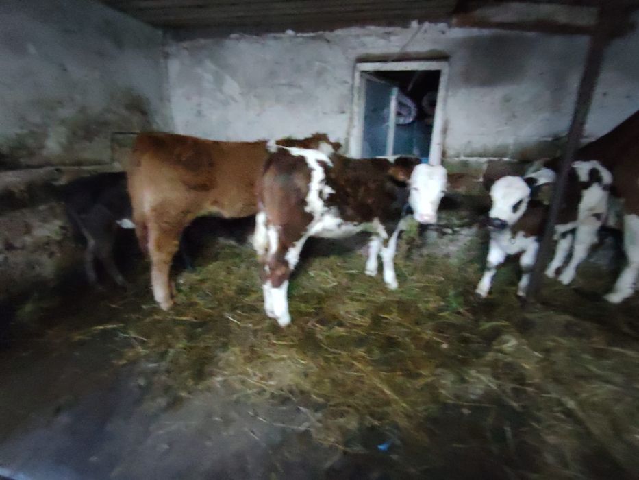 vand vitei si vitele