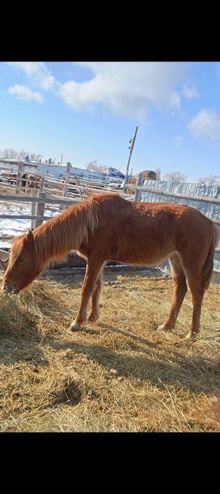 Байтал сатылады.