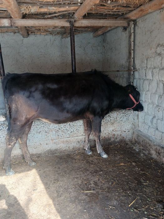 Таналар сотилади