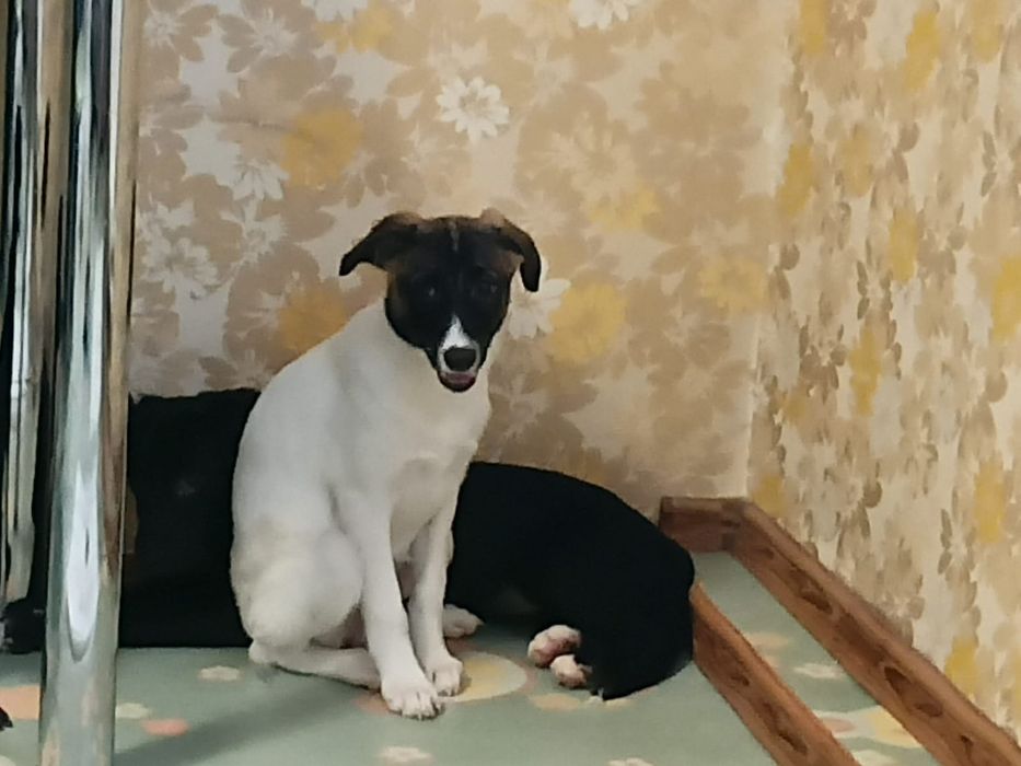 Собачки,щенки, малыши