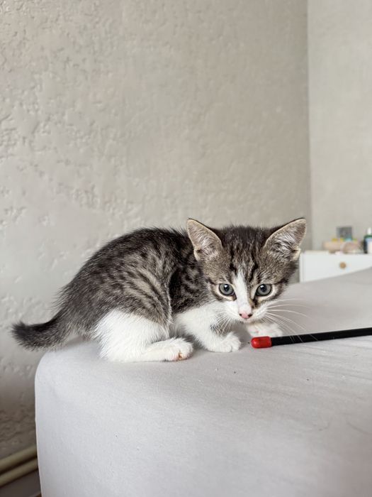Отдам котят бесплатно