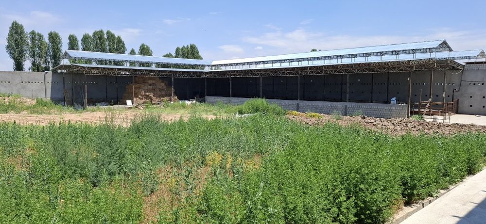 Ferma sotiladi 18 sotix