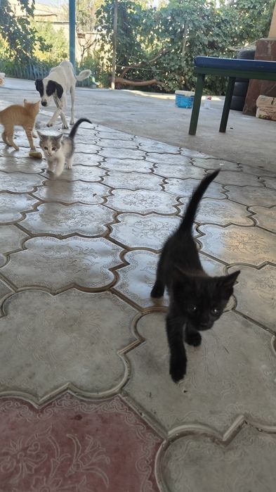 Котята  отдам бесплатно