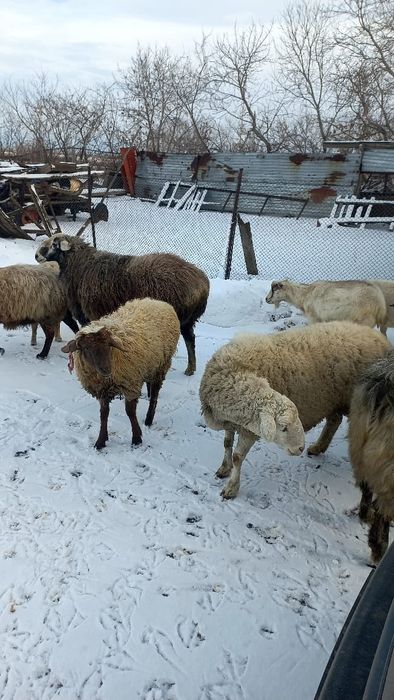 Продам баранов жирных