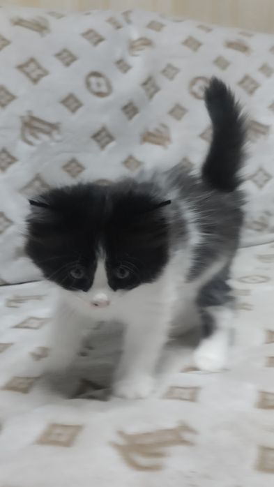 Котята норвежской лесной кошки