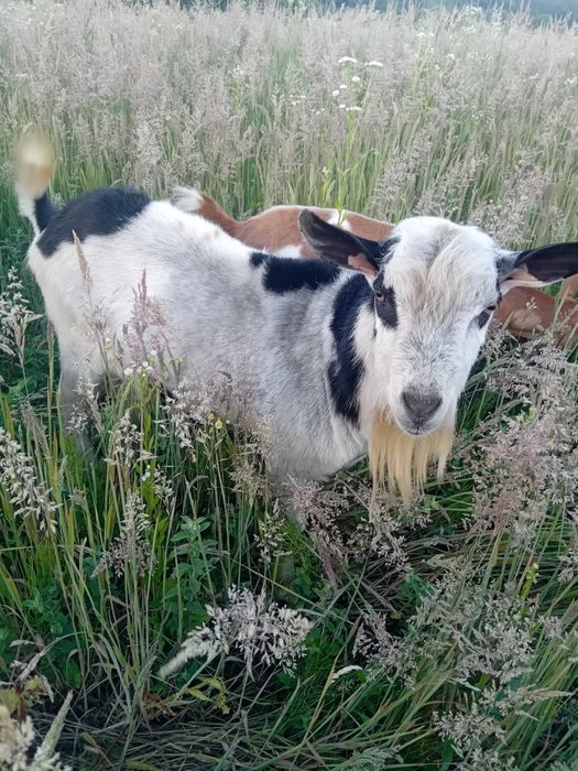 Vând țap din rasa Carpatina(baltat cu negru),bine dezvoltat,riguros si bland,provine dintr-o linie buna de lapte .),