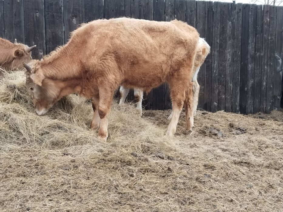 Бұқа сатылады 1жас2ай