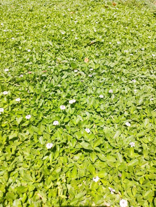 Липипия  Итальянский