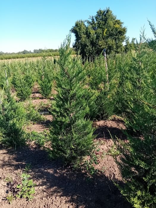 Vând chiparos leylandi diferite dimensiuni din propria pepinieră