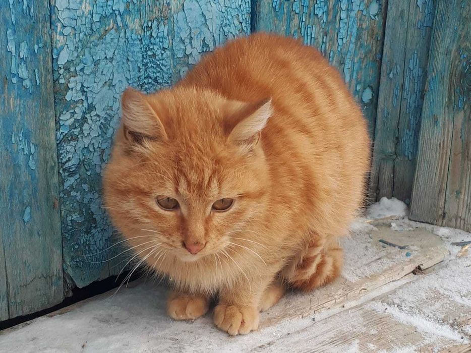 Отдам  в хорошие руки