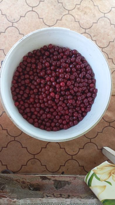 Продам вишню домашнюю