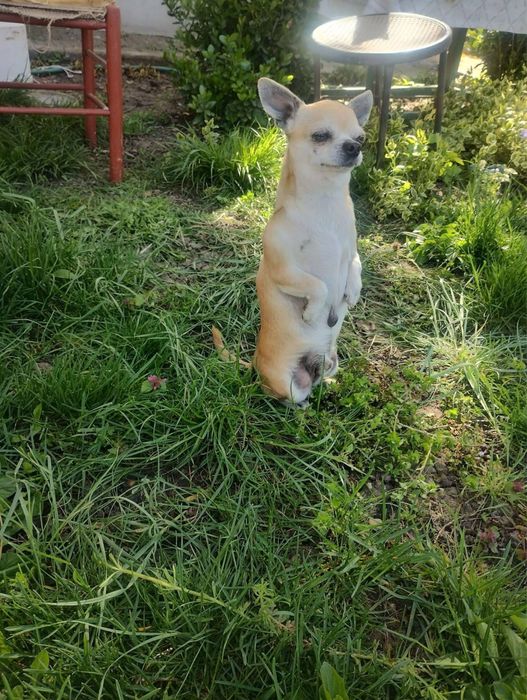 Чихуа-мини пинчер