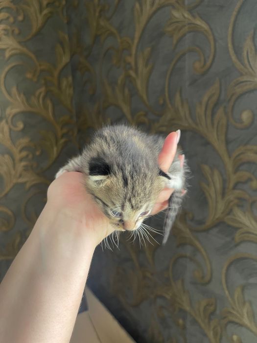 Отдам Хороший руки котята