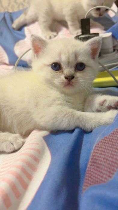 Шотландские котята