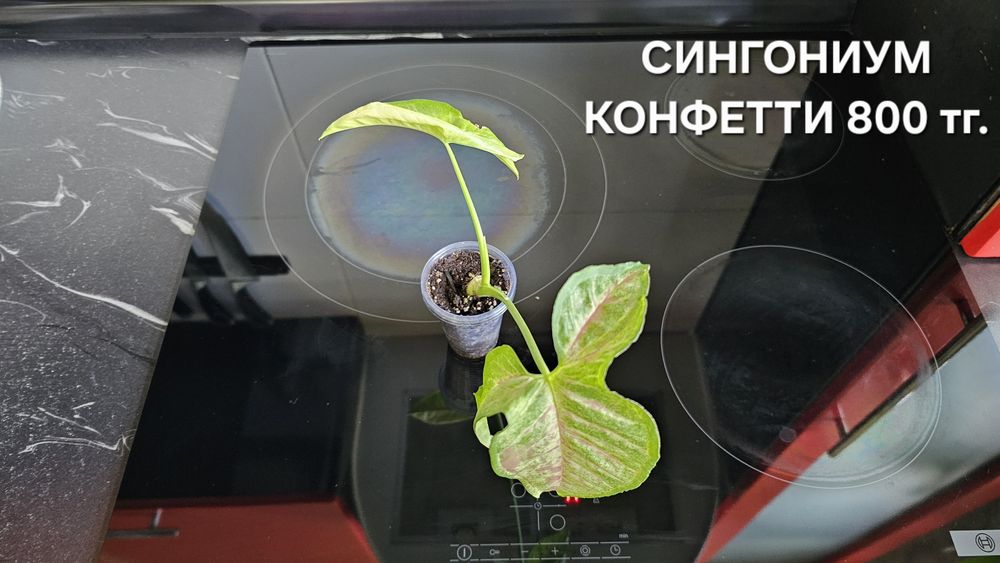 Комнатные растения