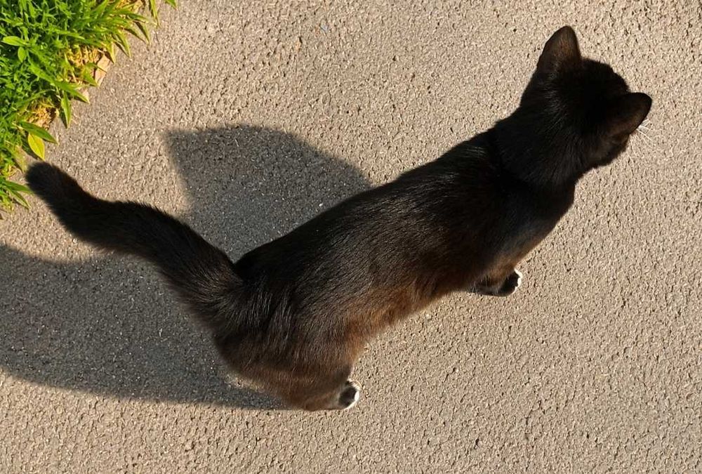 Кот Красавец Чарли