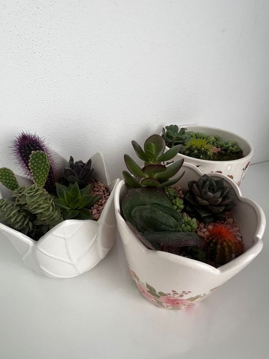 Aranjamente plante suculente