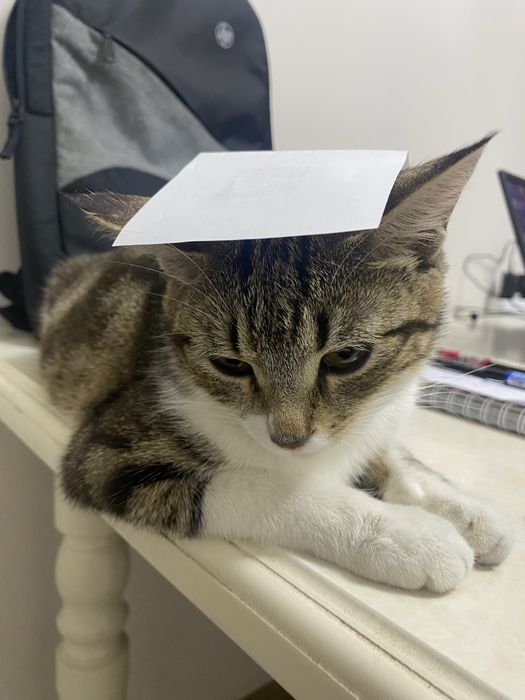 Отдаем даром в добрые руки кошка и котятя