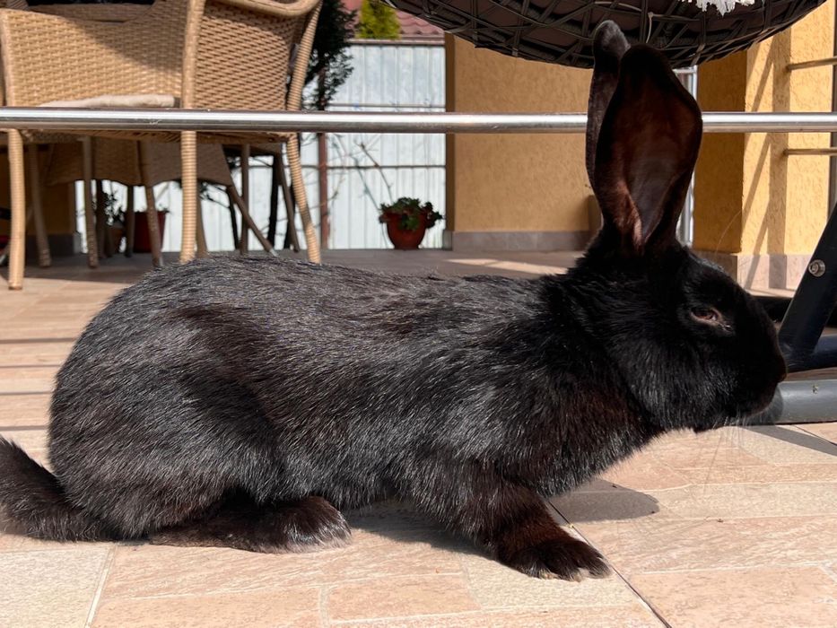 Mascul Fluture German Janet Negru