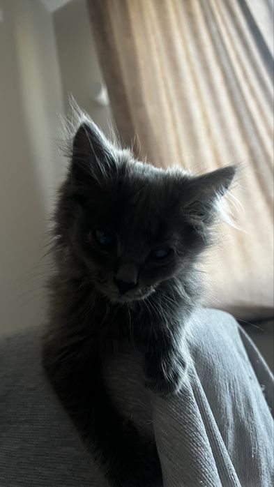 Отдам котенка в добрые руки