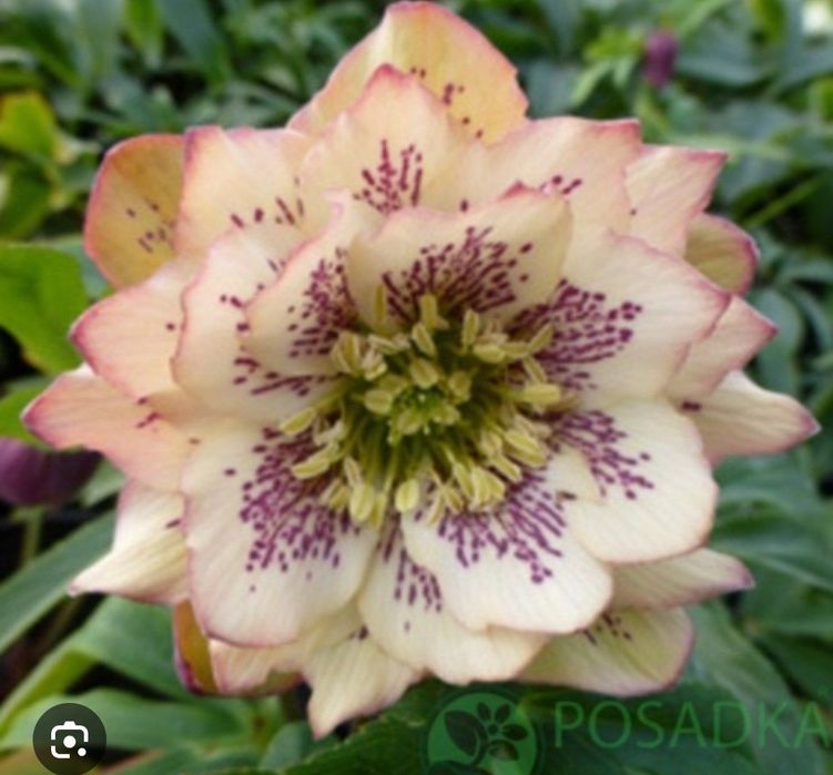 Персиковый махровый морозник