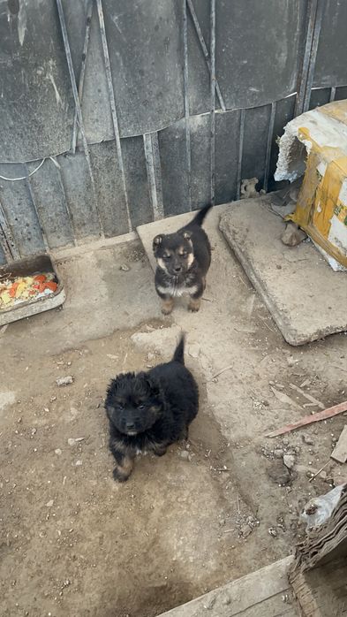 Немецкйй овчарка щенький