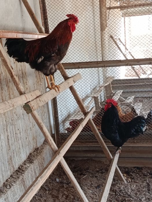 Хурозлар сотилади