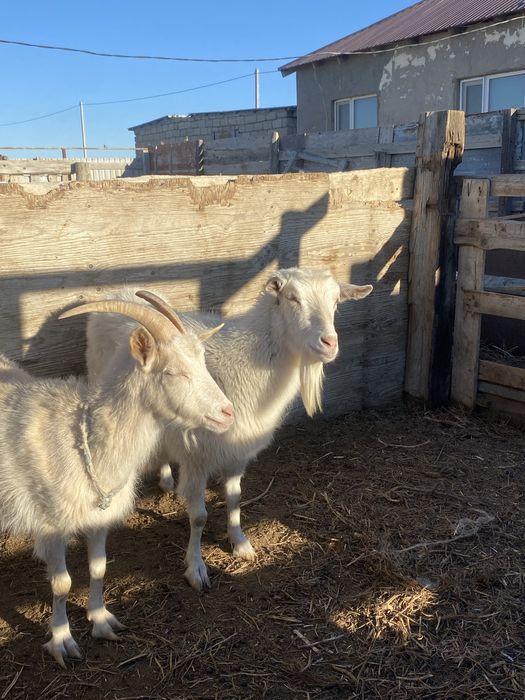 Екі ешкі сатылады
