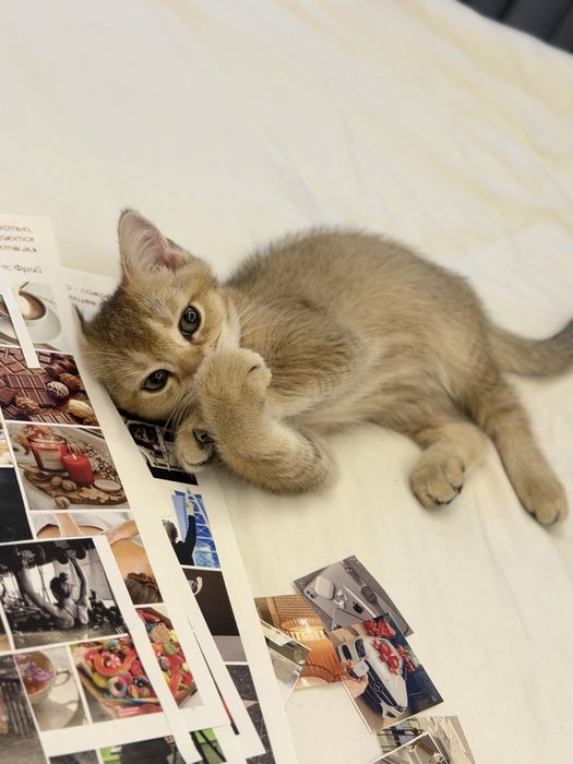 Котенок шиншилла