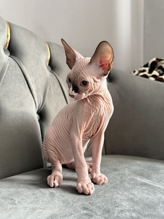 Pui Sphynx Baiat