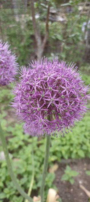 Лук декоративный очень красивый