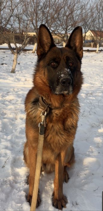 Сатылады еркек овчарка